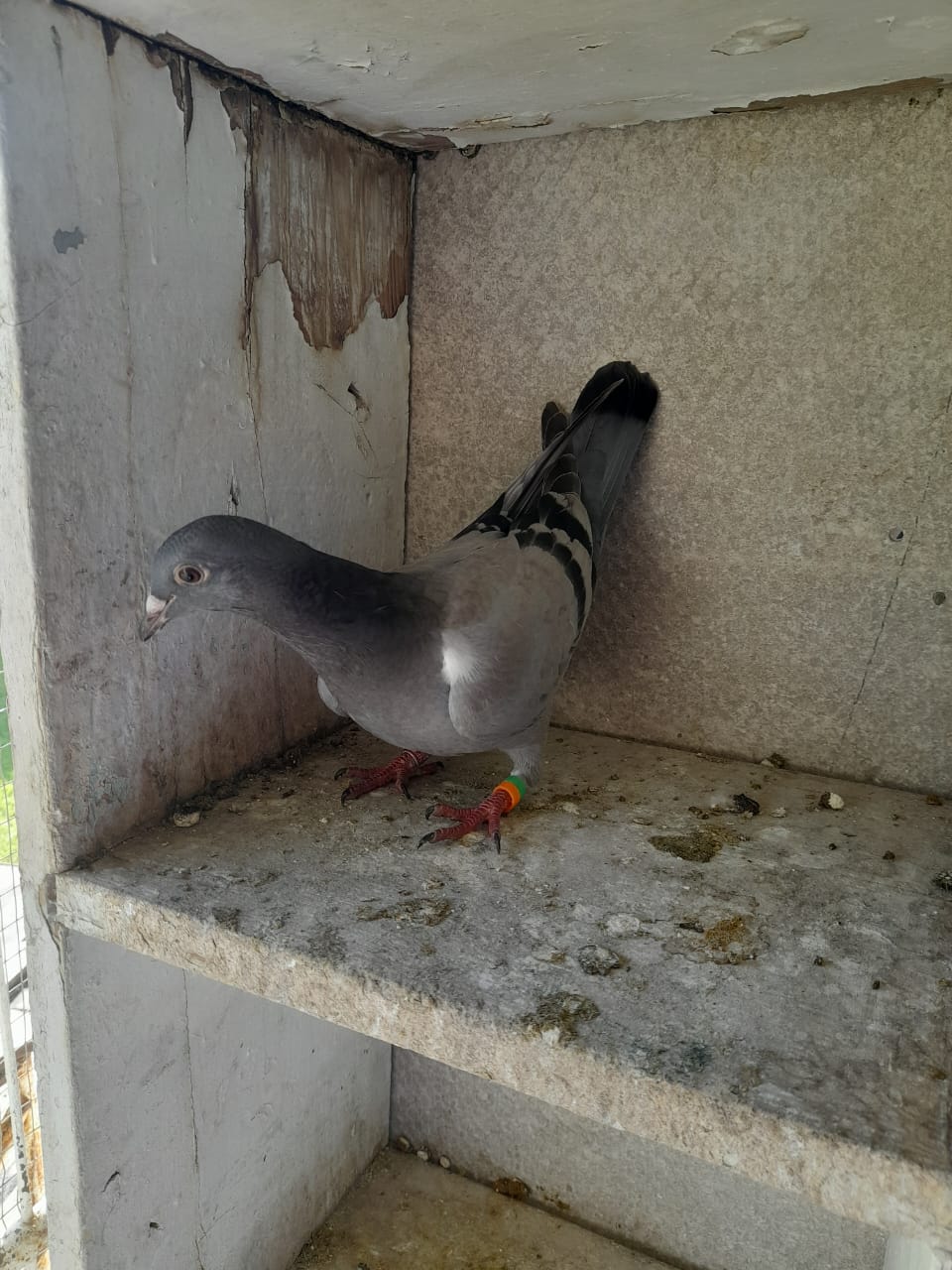 MB5- 5040 ZA NFS 25 BB (BABY)