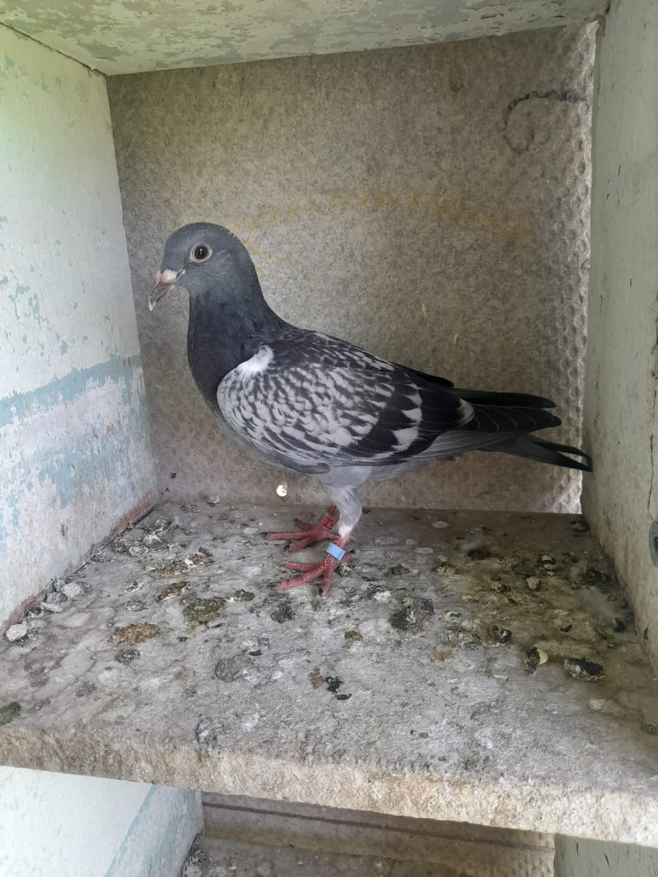 MB8- 744 ZA NFS 25 BC (BABY)