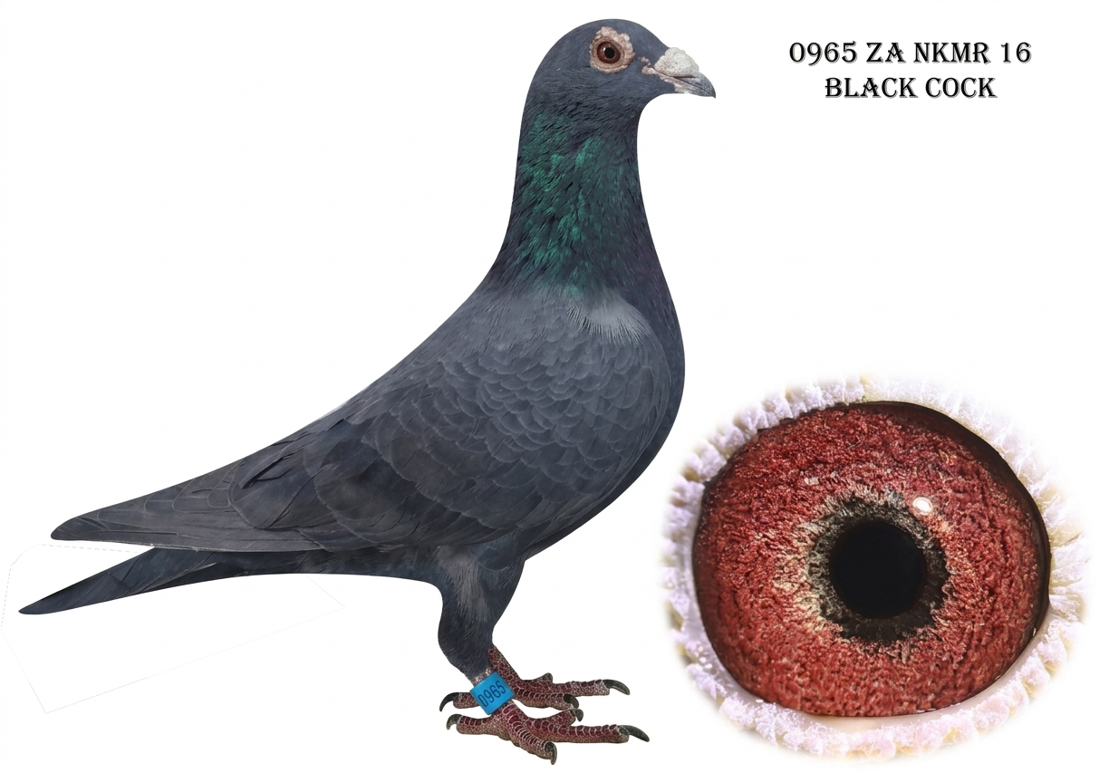 A2- 0965 ZA NKMR 16 BLACK COCK