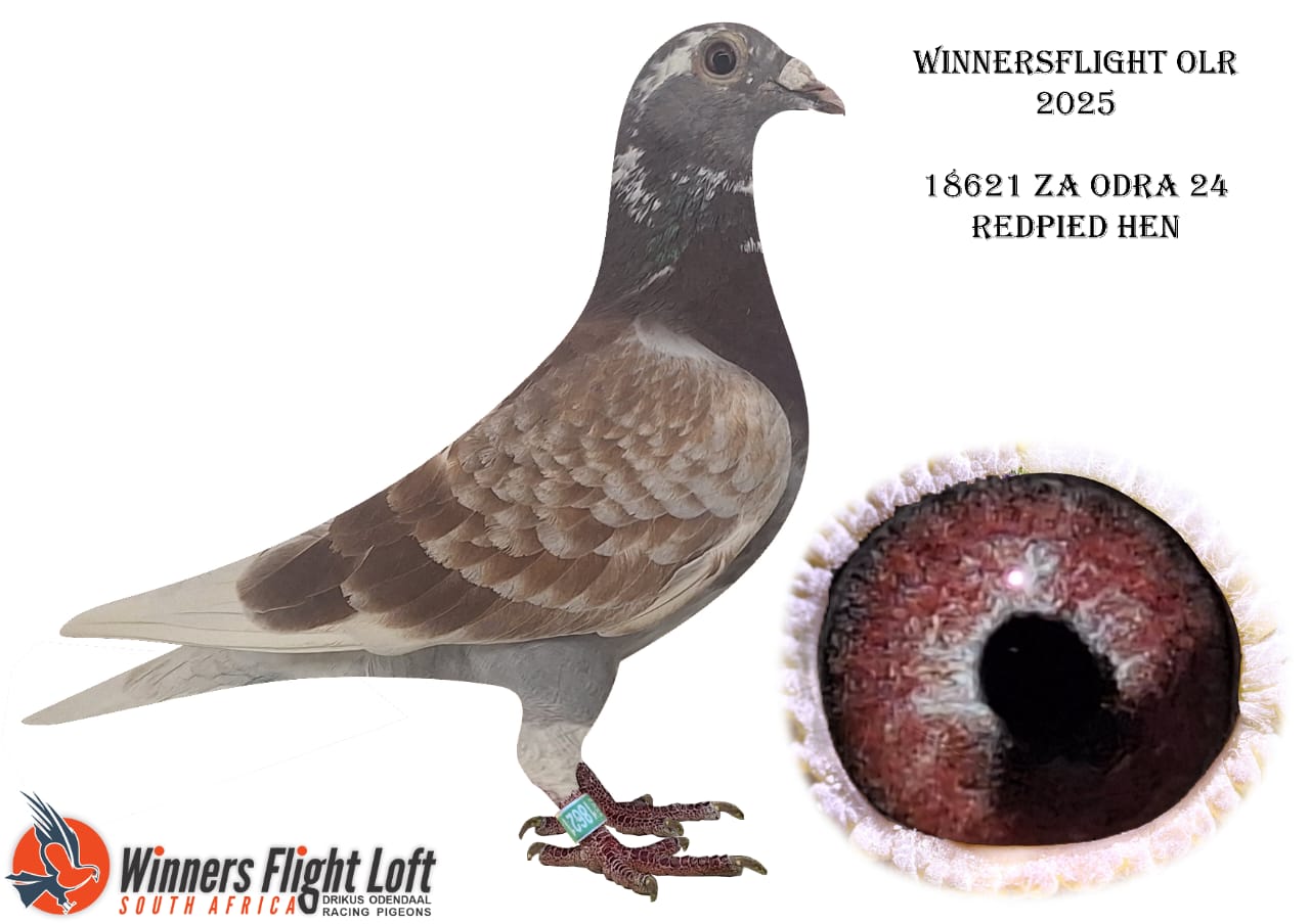 18621 ZA ODRA 24 REDPIED HEN